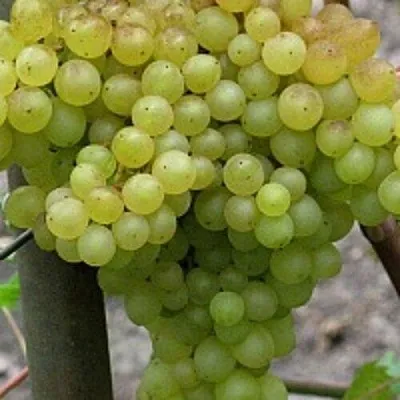 Виноград КИШМИШ 342  Виноград КИШМИШ 342 в Тамбове