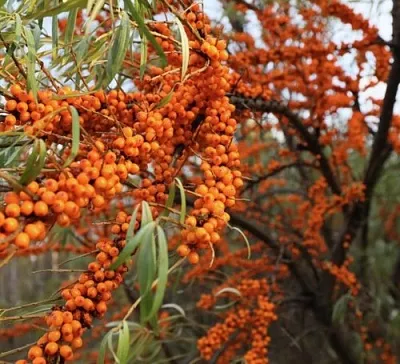 Облепиха СЕРАФИМА  Облепиха СЕРАФИМА в Тамбове