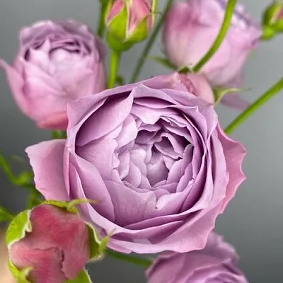 Саженцы роз ЛАВЕНДЕР БАБЛС спрей  Саженцы роз ЛАВЕНДЕР БАБЛС спрей в Тамбове