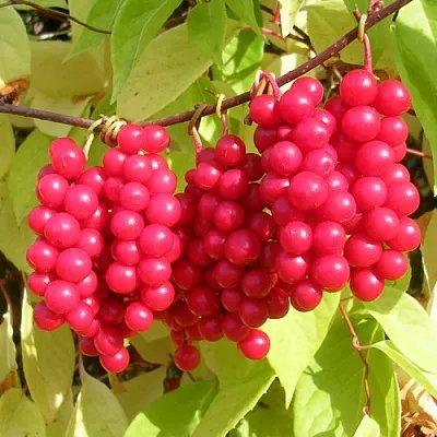 Лимонник  Лимонник в Тамбове