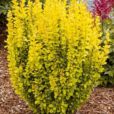 Барбарис ГОЛДЕН ТОРЧ тунберга в Тамбове