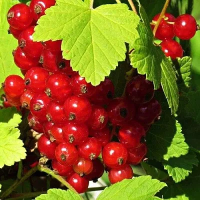 Смородина красная ГАЗЕЛЬ  Смородина красная ГАЗЕЛЬ в Тамбове