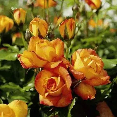 Саженцы роз САХАРА плетистая  Саженцы роз САХАРА плетистая в Тамбове