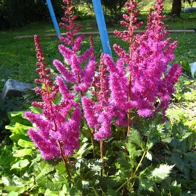 Астильба ЭЛИЗАБЕТ ВАН ВИН японская в Тамбове