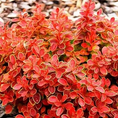 Барбарис КОРАЛ тунберга в Тамбове