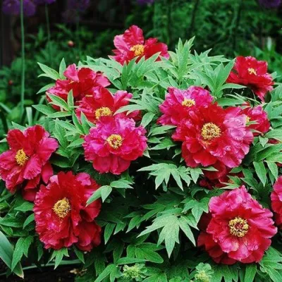 Пион КРАСНЫЙ ЛОТОС древовидный в Тамбове