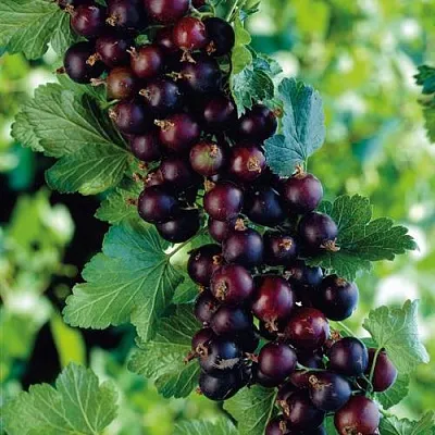 Йошта  Йошта в Тамбове