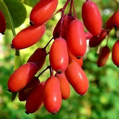 Кизил  Кизил в Тамбове