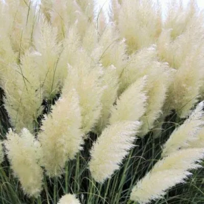 Кортадерия белая (пампасная трава) в Тамбове