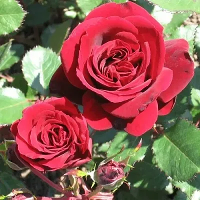 Саженцы роз ИЗАБЕЛЬ РЕНЕССАНС шраб  Саженцы роз ИЗАБЕЛЬ РЕНЕССАНС шраб в Тамбове