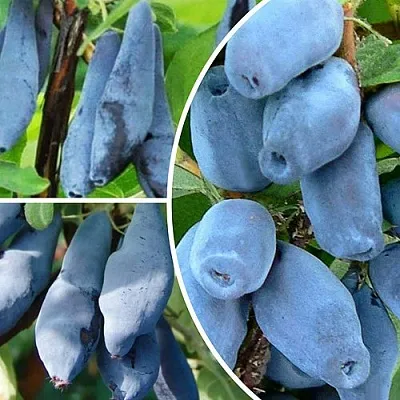 Комплект СИЯНИЕ ГЛАЗ в Тамбове