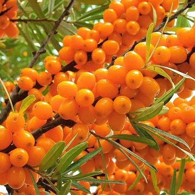 Облепиха  Облепиха в Тамбове