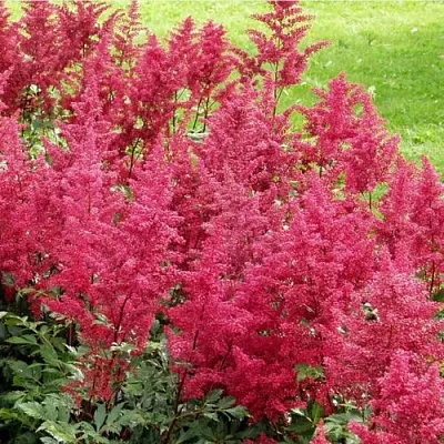 Астильба СКАЙСКРЕЙПЕР китайская в Тамбове