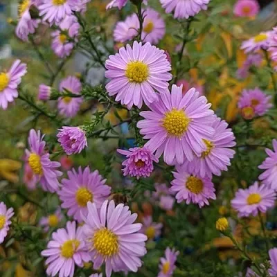 Астра СТРОУБЕРРИ ЭНД КРИМ новобельгийская в Тамбове