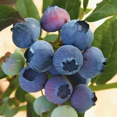 Голубика ОСОРНО  Голубика ОСОРНО в Тамбове