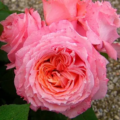 Саженцы роз ИНСТИТУТ ЛЮМЬЕР шраб  Саженцы роз ИНСТИТУТ ЛЮМЬЕР шраб в Тамбове