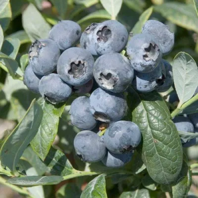 Голубика БРИГИТТА — описание сорта Голубика БРИГИТТА в Тамбове