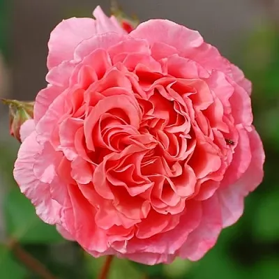 Саженцы роз ЛОРАН КАБРОЛЬ шраб  Саженцы роз ЛОРАН КАБРОЛЬ шраб в Тамбове