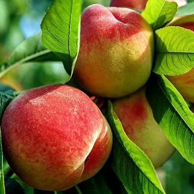 Персик  Персик в Тамбове