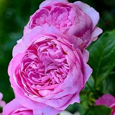 Саженцы роз ШАНТАЛЬ МЕРЬЕ шраб  Саженцы роз ШАНТАЛЬ МЕРЬЕ шраб в Тамбове