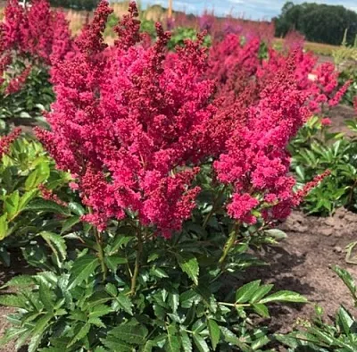 Астильба ЛАКИ ДЕЙ Арендса в Тамбове