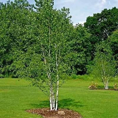 Береза бумажная  Береза бумажная в Тамбове