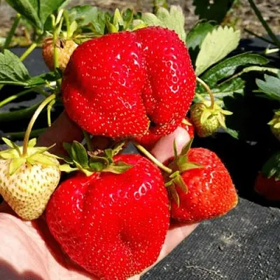 Клубника АПРИКА  Клубника АПРИКА в Тамбове