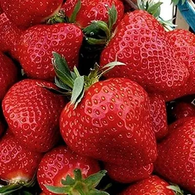 Клубника КЛЕРИ  Клубника КЛЕРИ в Тамбове