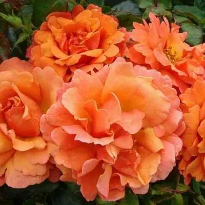 Саженцы роз БРИДЖ ОФ САЙЗ плетистая  Саженцы роз БРИДЖ ОФ САЙЗ плетистая в Тамбове