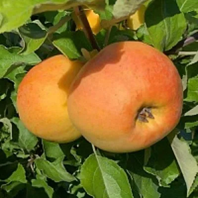 Яблоня АНТОНОВКА ЗОЛОТАЯ в Тамбове