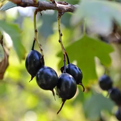 Смородина золотистая ДУСТЛИК  Смородина золотистая ДУСТЛИК в Тамбове