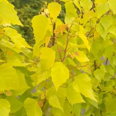 Берёза ГОЛДЕН ОБЕЛИСК повислая   Берёза ГОЛДЕН ОБЕЛИСК повислая  в Тамбове