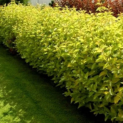 Комплект ДАРТС ГОЛД в Тамбове