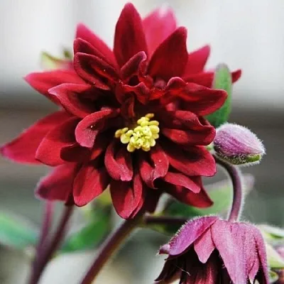 Аквилегия РУБИ ПОРТ обыкновенная в Тамбове