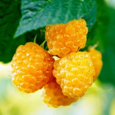 Малина МЕДОВАЯ  Малина МЕДОВАЯ в Тамбове