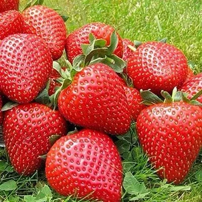 Клубника ЭЛИАНЕ  Клубника ЭЛИАНЕ в Тамбове