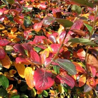 Кизильник блестящий — описание сорта Кизильник блестящий в Тамбове