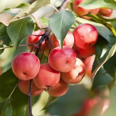 Яблоня ВИШНЕПЛОДНАЯ декоративная в Тамбове