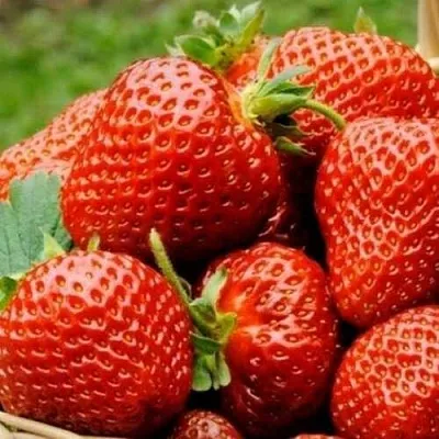 Клубника ФЛОРЕНС  Клубника ФЛОРЕНС в Тамбове