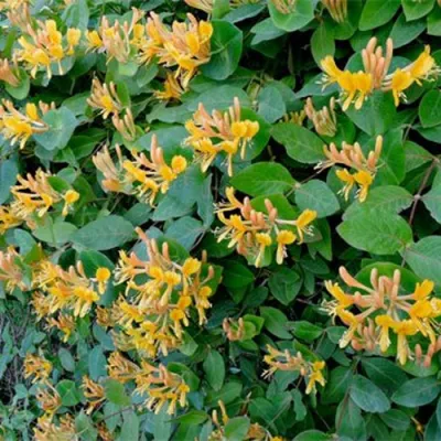 Жимолость ТЕЛЬМАНА в Тамбове