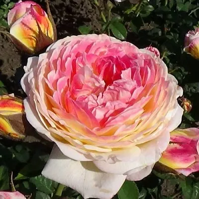 Саженцы роз РОЗОМАН ЖАНОН шраб  Саженцы роз РОЗОМАН ЖАНОН шраб в Тамбове