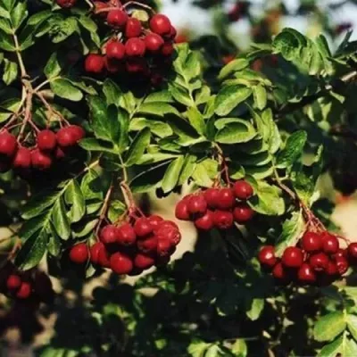 Рябина РУБИНОВАЯ сладкоплодная — описание сорта Рябина РУБИНОВАЯ сладкоплодная в Тамбове