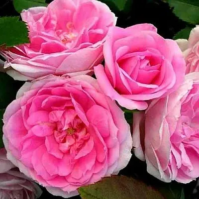 Саженцы роз ПРЕЙРИ ДЖОЙ шраб  Саженцы роз ПРЕЙРИ ДЖОЙ шраб в Тамбове