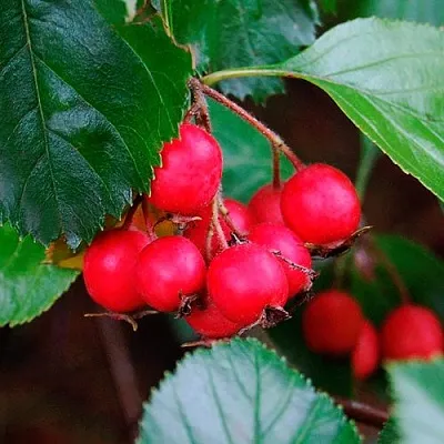 Боярышник ЛЮДМИЛ  Боярышник ЛЮДМИЛ в Тамбове