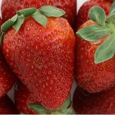 Клубника ФЛАМИНИЯ  Клубника ФЛАМИНИЯ в Тамбове