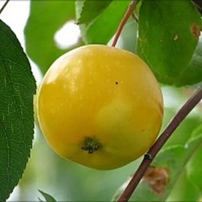 Яблоня КИТАЙКА ЖЁЛТАЯ колонновидная в Тамбове