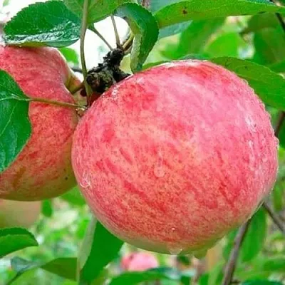 Яблоня КОРИЧНОЕ ПОЛОСАТОЕ в Тамбове