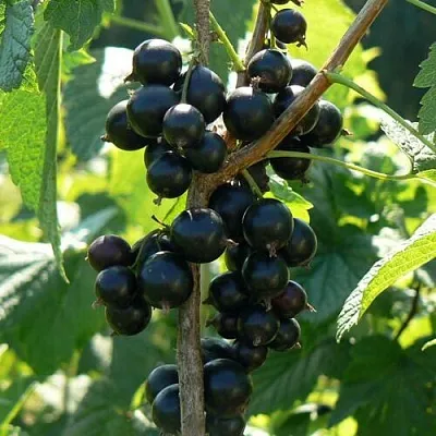 Смородина черная ВОЛОГДА  Смородина черная ВОЛОГДА в Тамбове