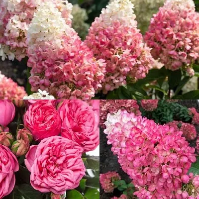 Комплект МАЛИНОВЫЙ ДЕСЕРТ в Тамбове