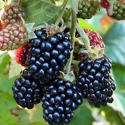 Ежевика ОУАЧИТА бесшипная  Ежевика ОУАЧИТА бесшипная в Тамбове